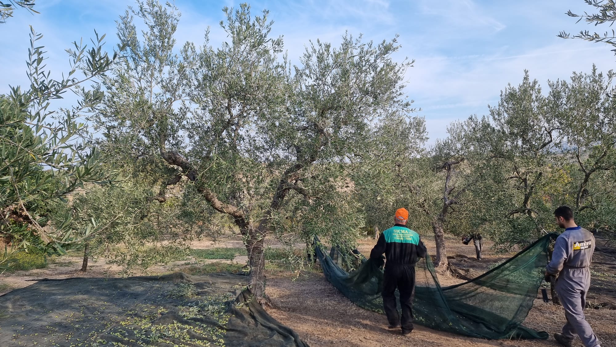 Raccolta delle olive nell'uliveto