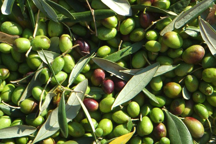 Olive Coratina e Ogliarola