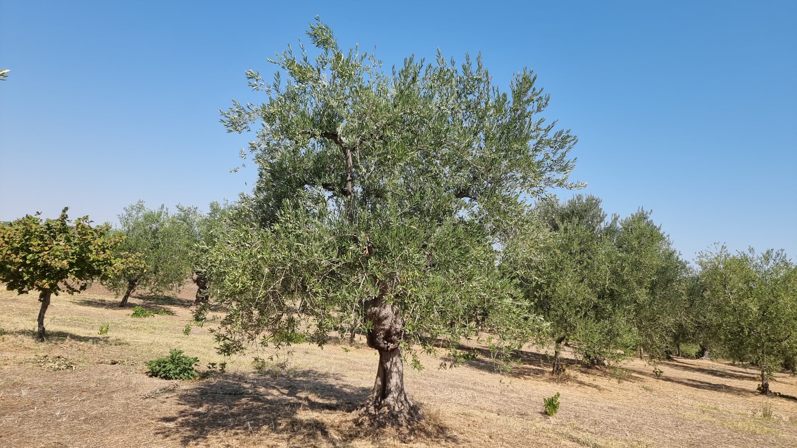 Pratiche agricole sostenibili nell'uliveto