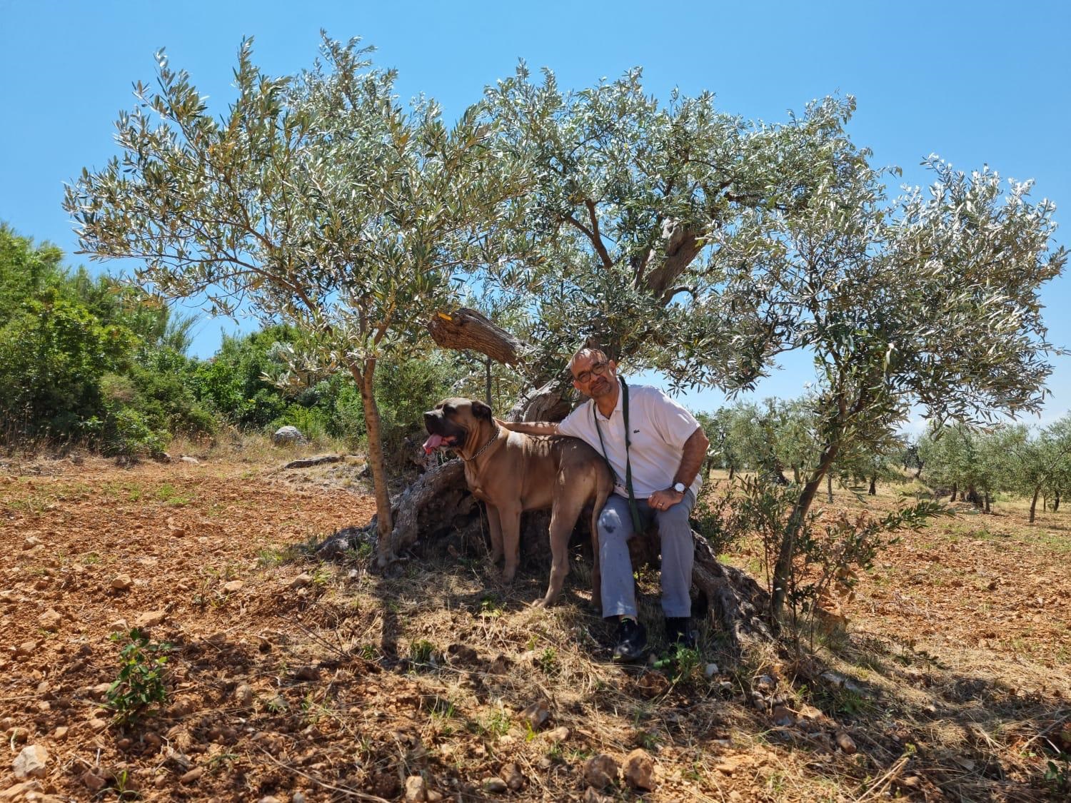 Raccolta tradizionale delle olive